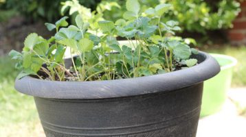 How to Grow Strawberries on Your Porch