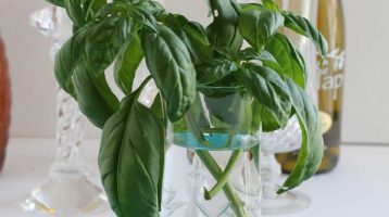 Fresh Herbs for Beautiful Centerpiece