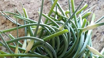 Garlic Scape is used for making Pesto