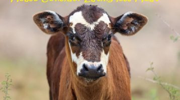 The Healthy Benefits of Eating Less